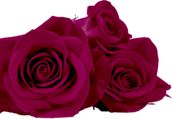 magenta-roses-left